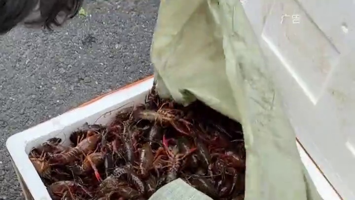 在丁桥居然49.9能吃上三斤的龙虾！而且都是活虾现烧！丁桥人民吃夜宵就来这里#一口就被惊艳到的美食 