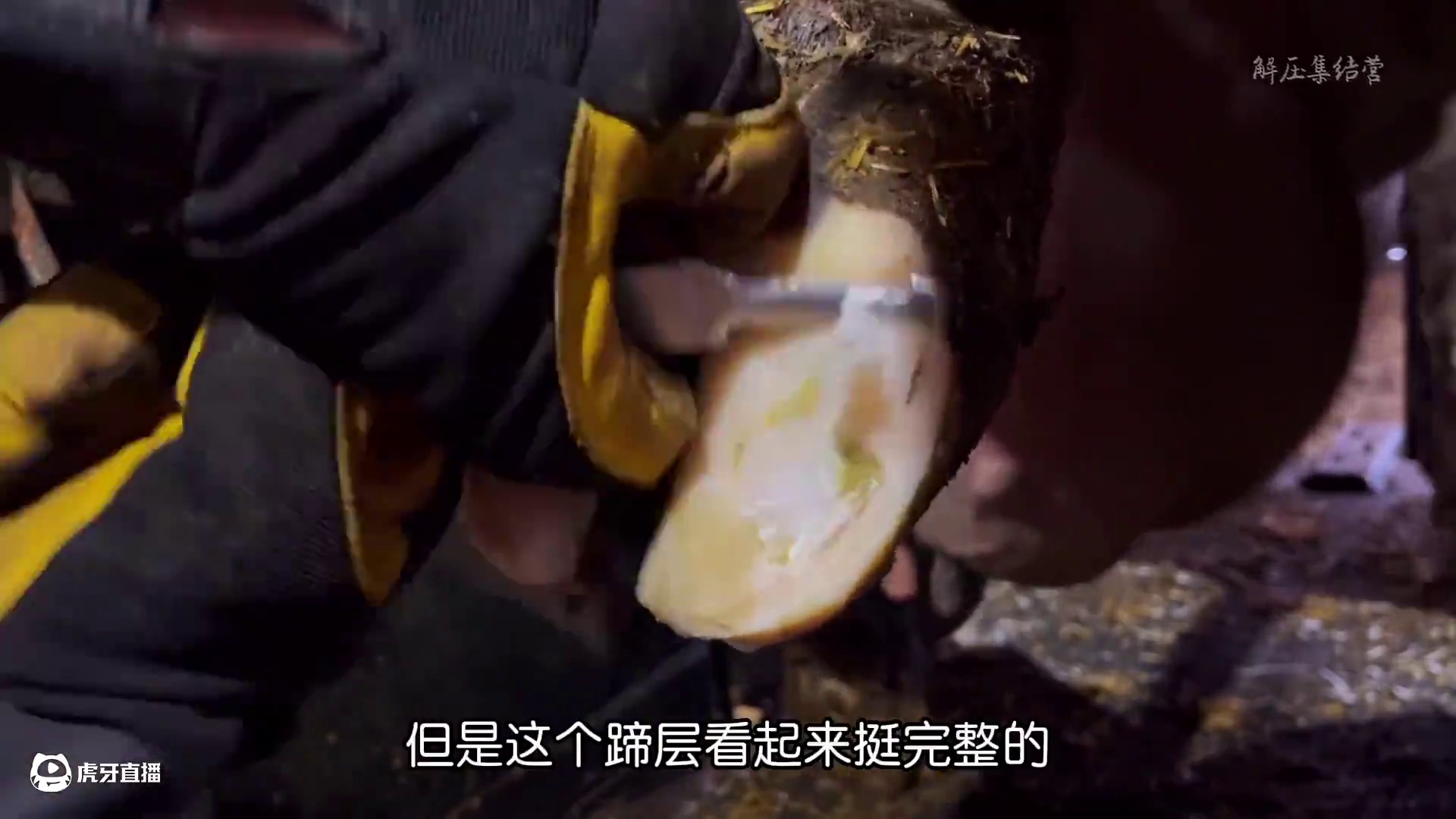 让修蹄多年的小哥都如此惊讶的牛蹄到底发生了什么#解压#修牛蹄