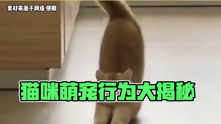 看看你家猫咪有这几种行为吗#猫猫 #猫猫装可爱 #萌宠出道计划