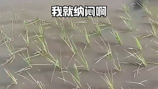 這個(gè)叫南水北調(diào)！