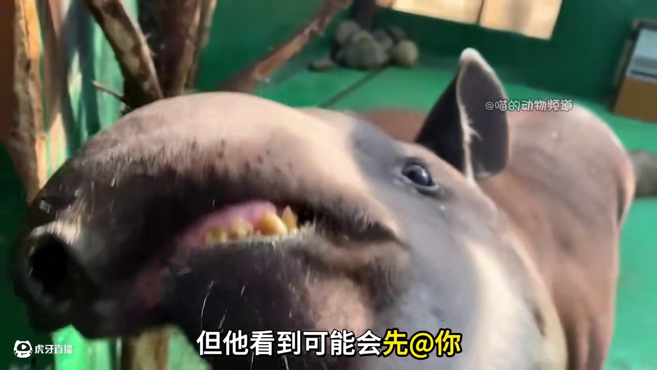 食梦貘：活着最好，死了也行 #动物世界搞笑解说#一代人有一代人的动物世界 #巴西貘 #自然奇境科普季