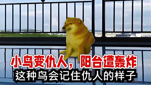 这到底是它家还是我家... #生活日常 #整活