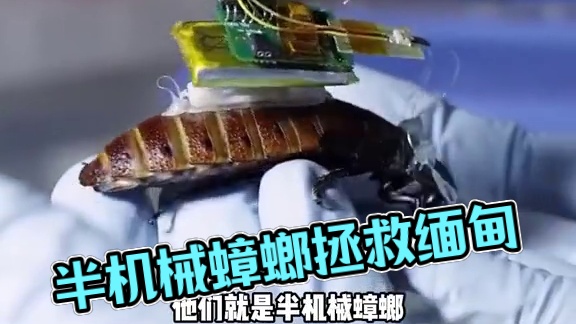万万没想到，蟑螂竟还可以救人 #半机械蟑螂 #万万没想到 #内容过于真实 #科技 #缅甸地震