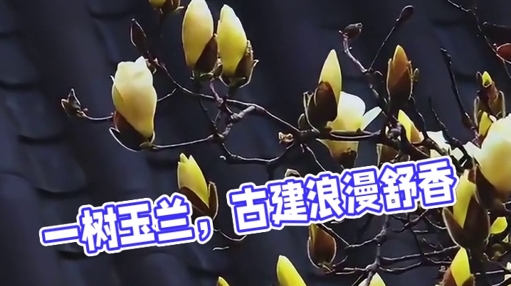 一树玉兰花，看尽江南春
