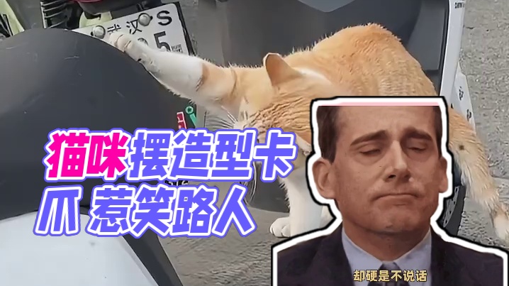 猫：老尴尬了，还摆造型