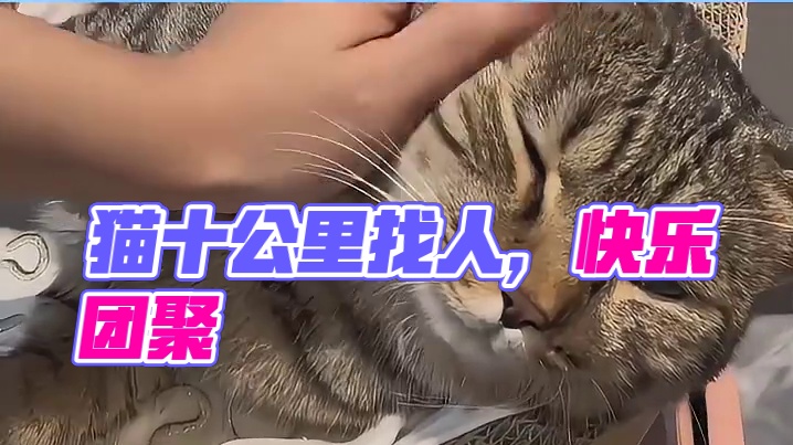猫：人我厉不厉害，我自己来找你了