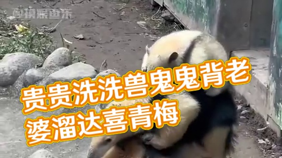 贵贵：只想背背我的老婆，孩子是附带的 #动物  #爱情