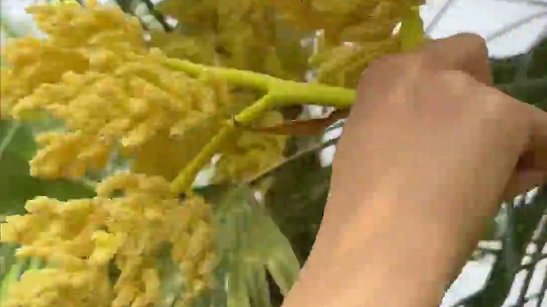 淮南的橘树，移植到淮河以北就变为枳树，比喻环境变了，事物的性质也变了。就像我们的关系，离婚后，和好了