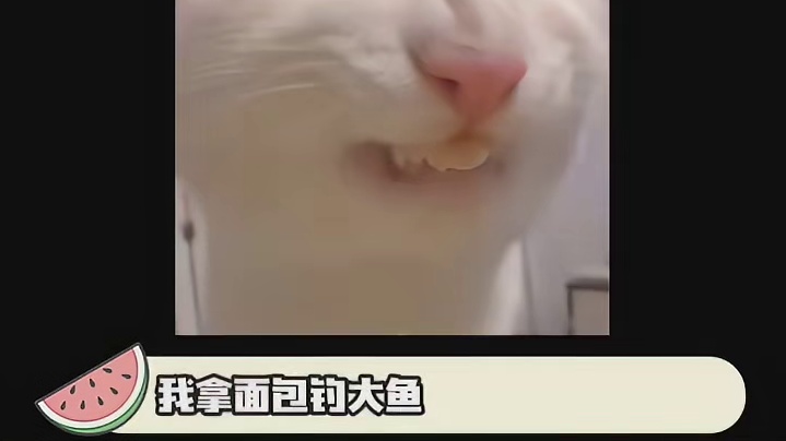 绿鹭：他们朝我扔面包，我拿面包钓大鱼！