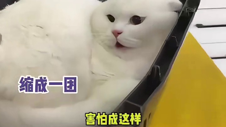 猫猫：碰到我，你算是捏到软柿子了