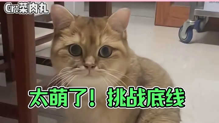 太可爱了，再看一次