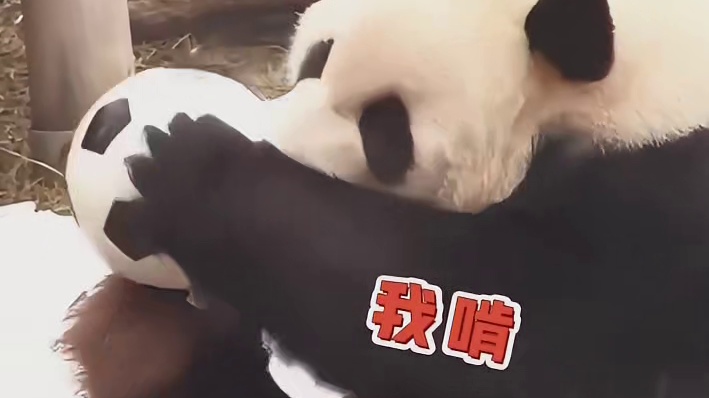 熊猫乐宝把玩具球当食物