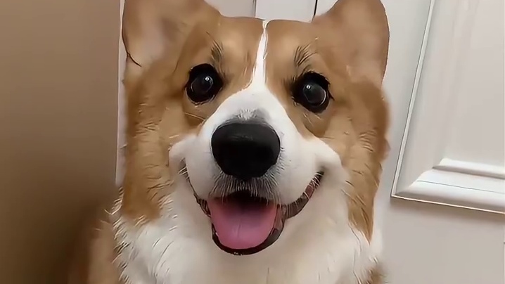 怎么有这么会哄人，这么懂情绪价值的小狗啊