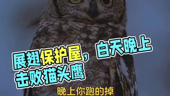 展翅不是认输，而是老弟你保护好你的屋