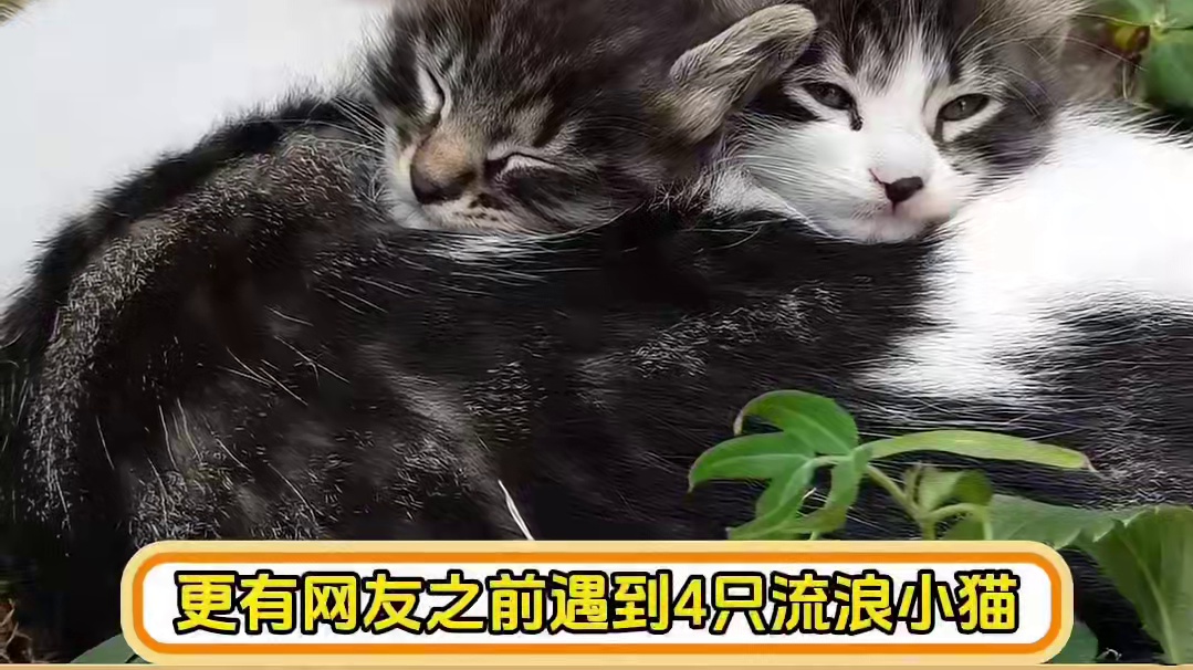 小猫的使命是把爱带到人间，奶牛猫超勇敢的