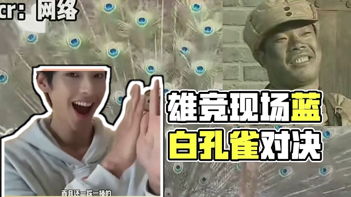 雄竞现场吗？有意思