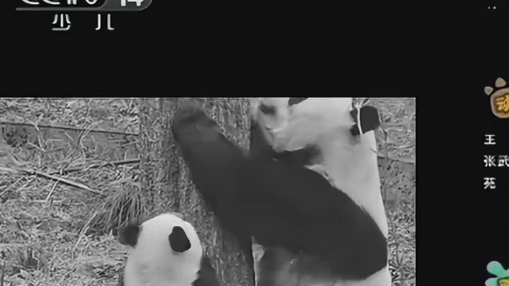 众所周知莽小五没有一份打是白挨的