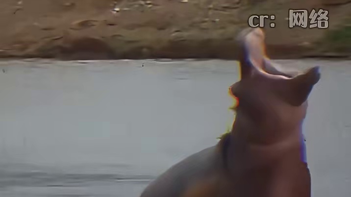 这可是海洋霸主犟点咋了