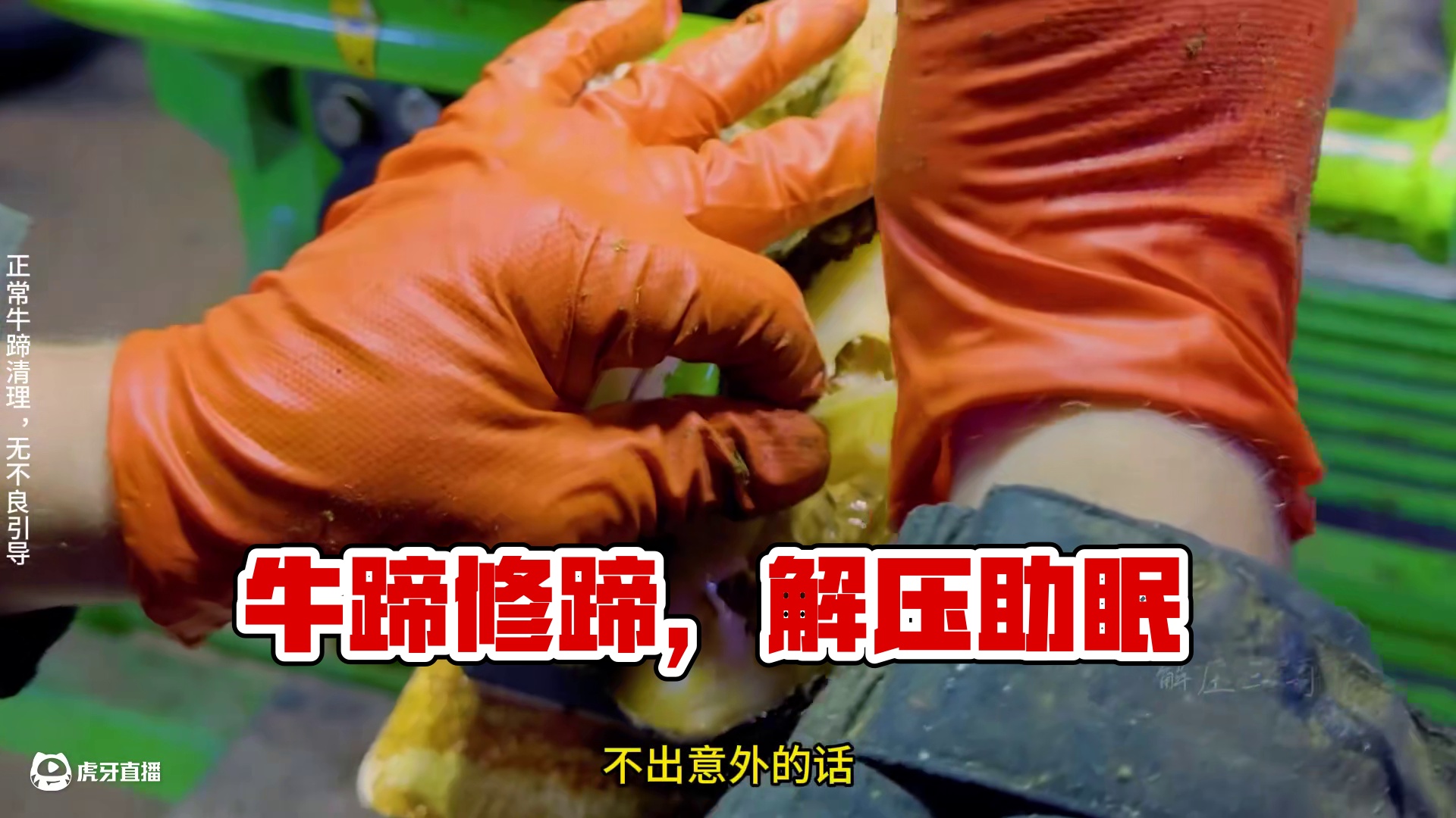 牛蹄上的巨大缝隙像一条暗流贯穿整个蹄底 #修蹄 #解压 #助眠 #强迫症 #极度舒适