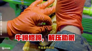 牛蹄上的巨大縫隙像一條暗流貫穿整個蹄底 #修蹄 #解壓 #助眠 #強迫癥 #極度舒適
