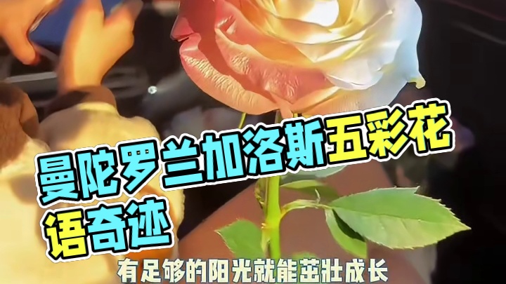 曼陀罗兰加洛斯：遇见你是奇迹