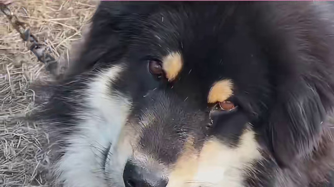 它才不是“自私鬼”