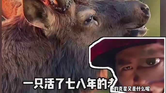 鹿可是世间三大至阳之体之一