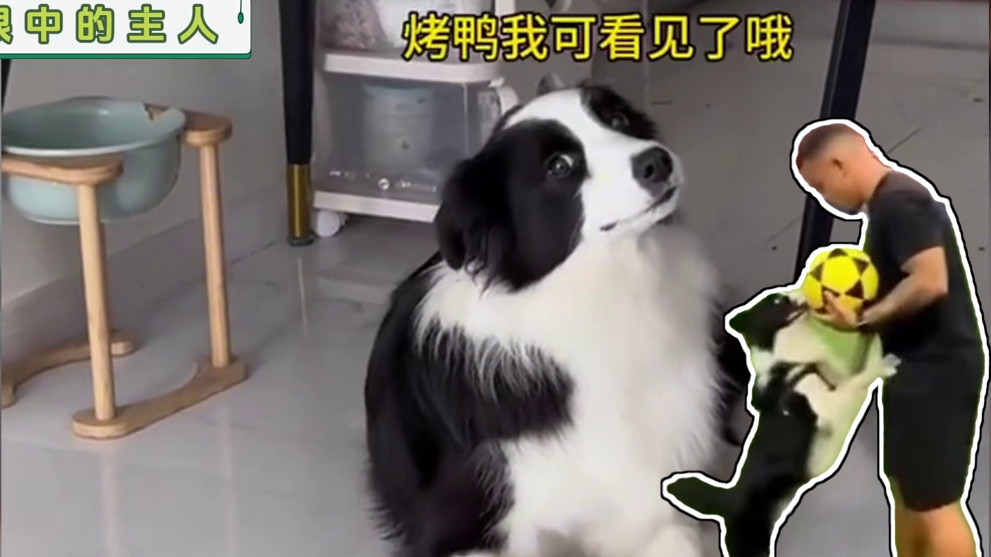 你在边牧眼里是什么角色？真相超暖！