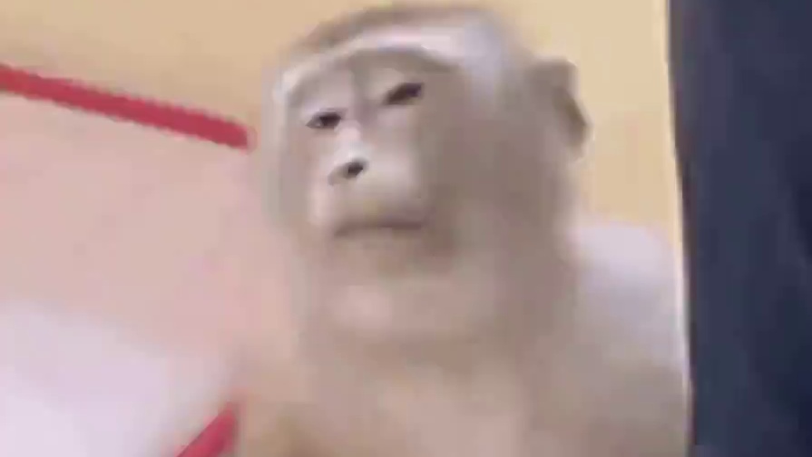 直接给警长整破防了