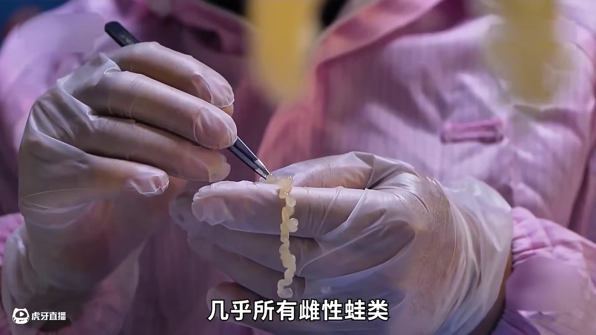 <第1/3集>东北林蛙的秘密，养殖过程大开眼界 