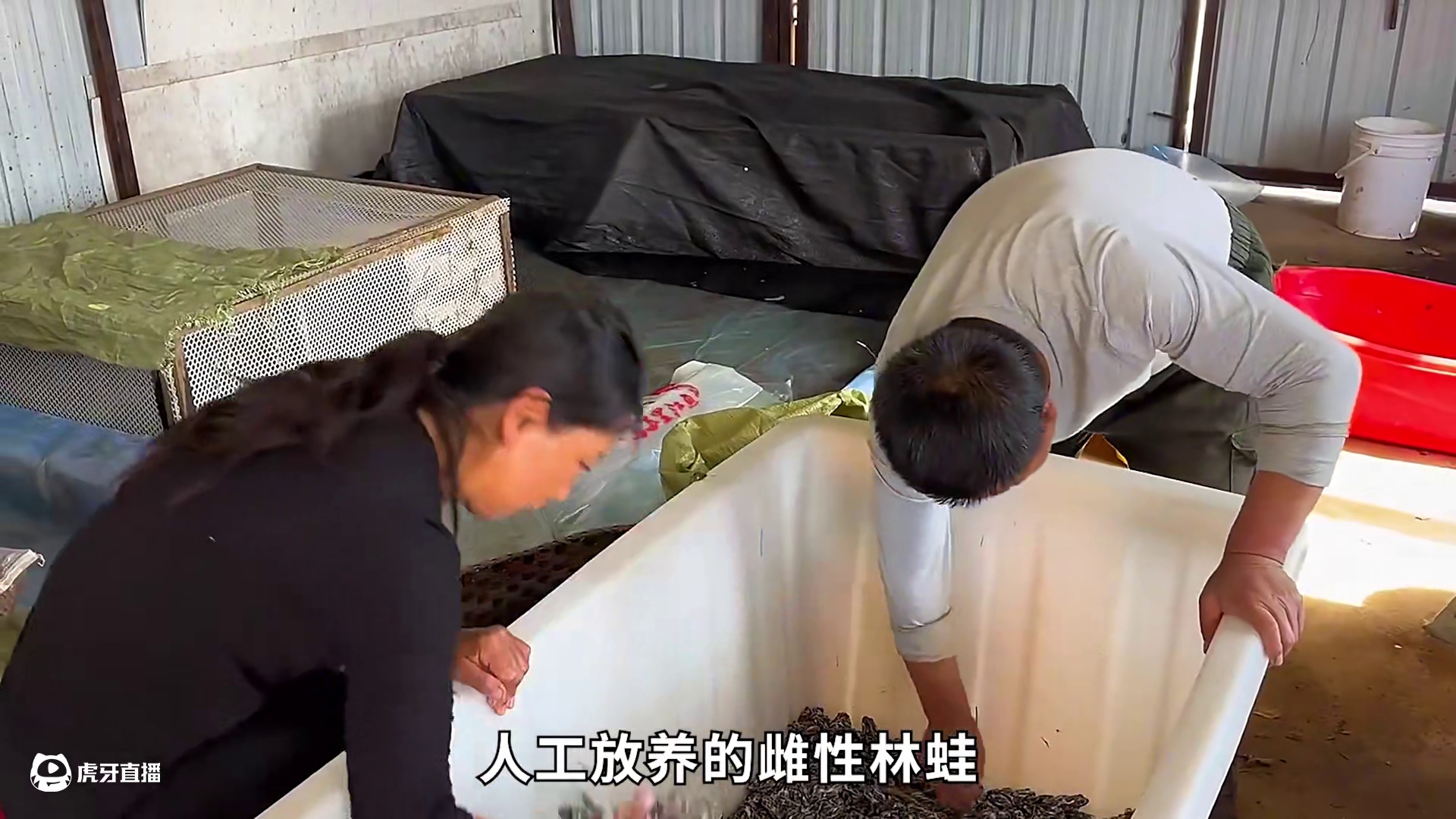 <第3/3集>东北林蛙的秘密，养殖过程大开眼界 