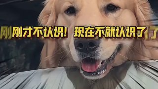 隔著屏幕都感受到了主人的絕望