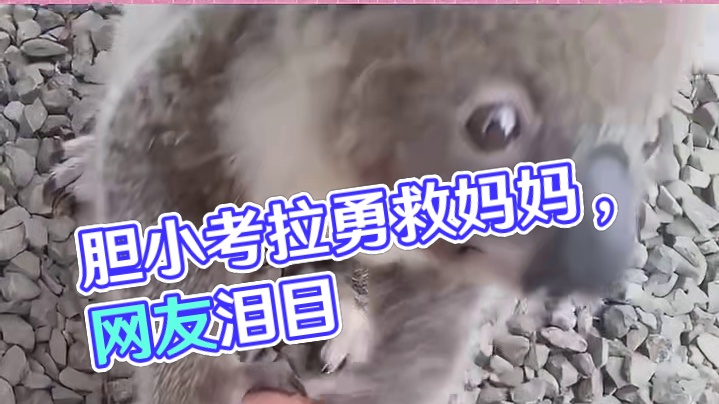 胆小的考拉为了妈妈也可以很勇敢