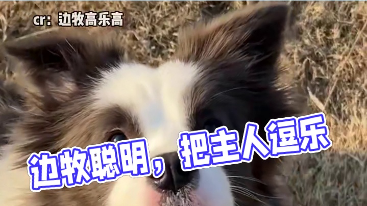 都说边牧是最聪明的