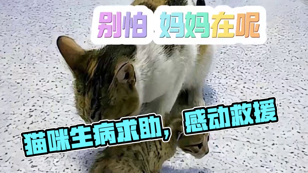 人类生病了都会来这 我的宝宝也生病了 #萌宠出道计划 #猫咪统治世界 #治愈 #猫咪
