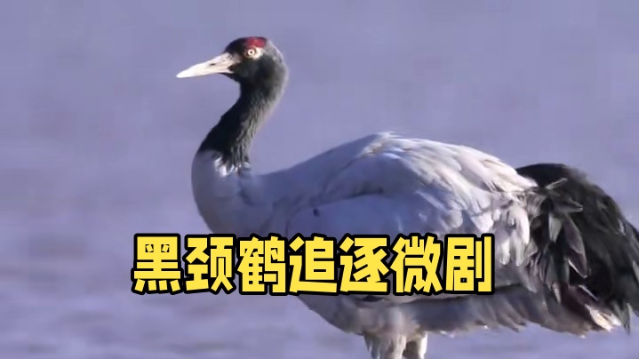 【黑颈鹤微短剧】第三集-他逃她追 有翅难飞 