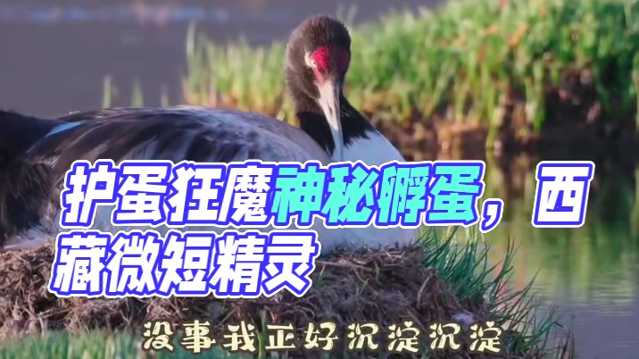 【黑颈鹤微短剧】第八集-护蛋狂魔 玄学开蛋 