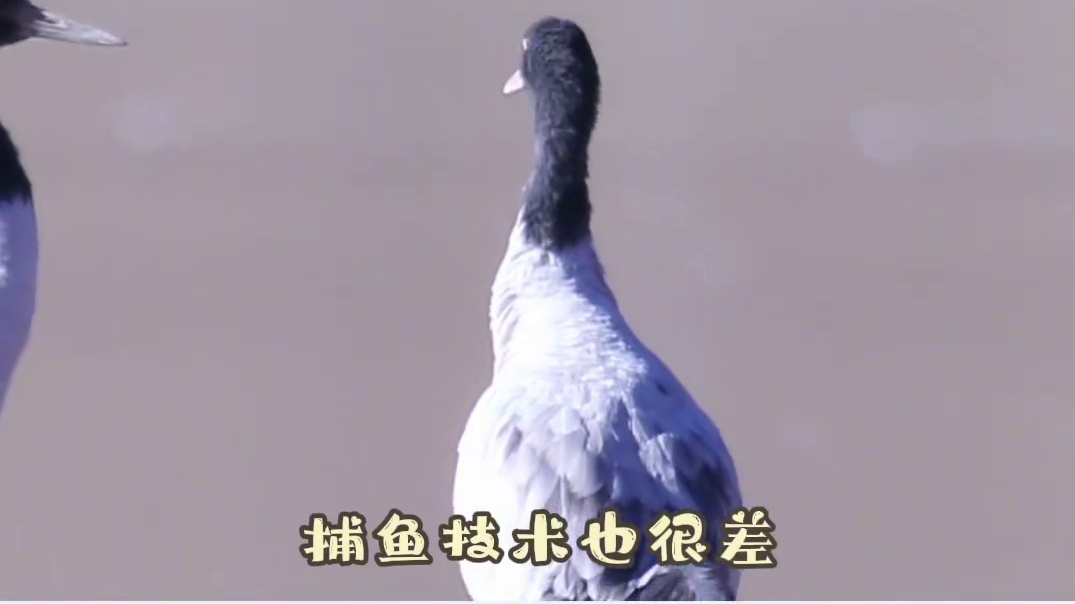 【黑颈鹤微短剧】第二集-逆风翻盘 变身归来 