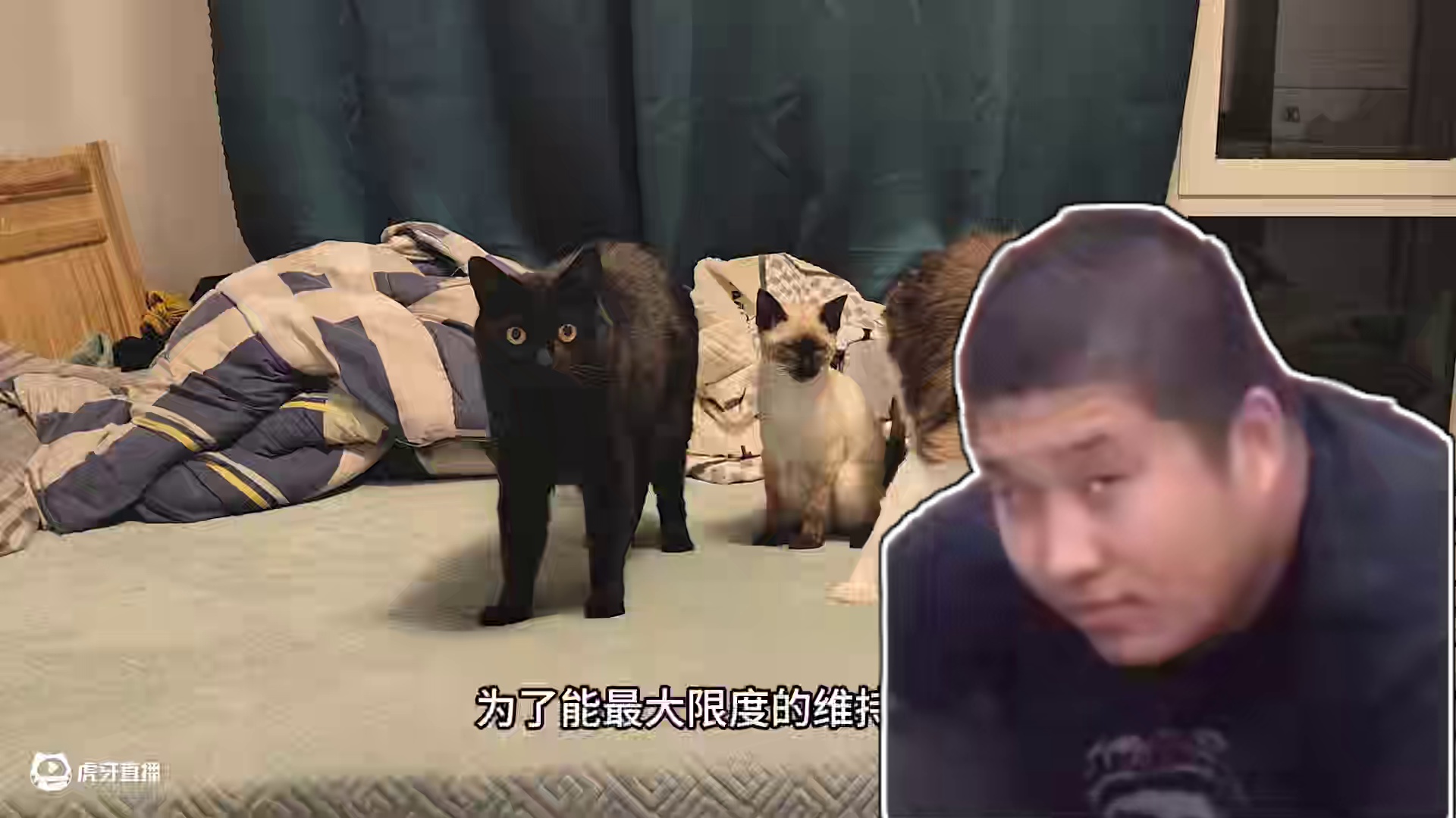 为什么对猫猫这么狠？ 因为不同的猫有不同的elo机制 #猫 #猫memes #搞笑动画 #猫咪的迷惑