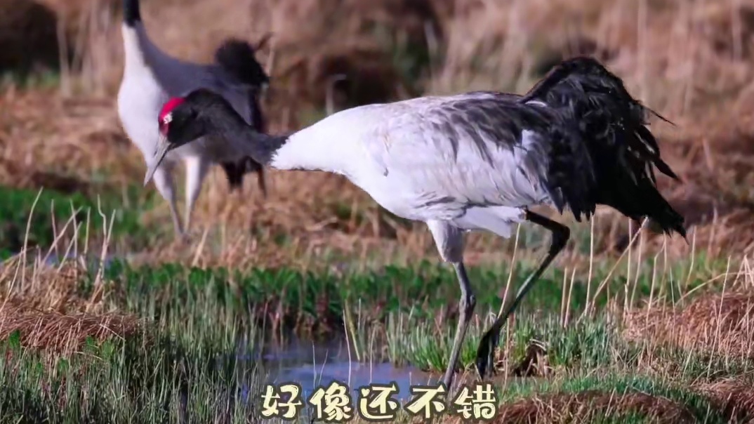 【黑颈鹤微短剧】第七集-今天开始 你该叫我？ 