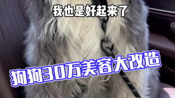 我的老板是条“狗”#狗狗的心思都写在脸上了 #上热门