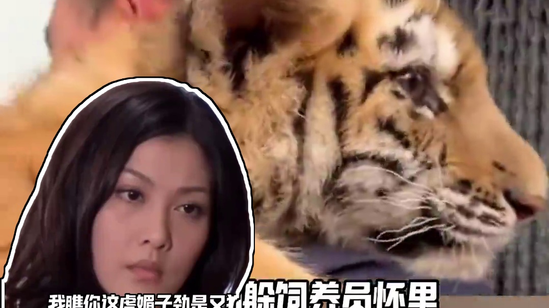 把老虎养成猫咪啦 #萌宠出道计划 #万万没想到 #娱乐评论大赏