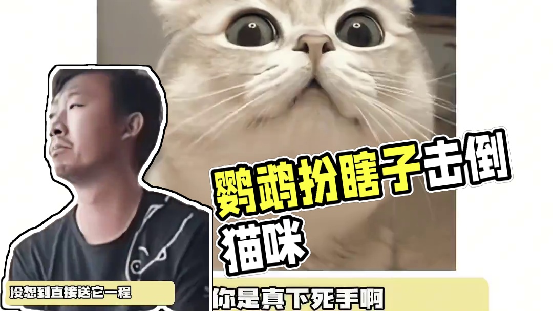 鹦鹉直接变扁鹊了。。。#鹦鹉 #猫咪 #监控下的一幕 #猫咪