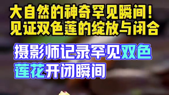 摄影师蹲守8小时拍下超罕见双色莲花绽放与闭合瞬间！愿见者好运“莲莲”！