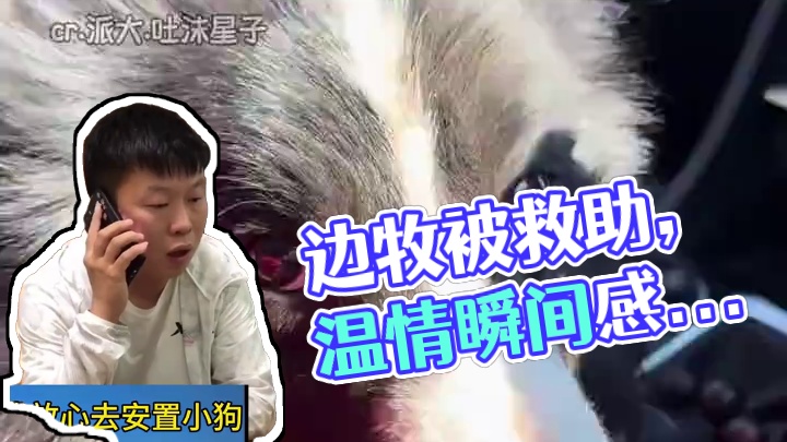 此刻所有的温暖都汇聚成照亮边牧未来的光！ #边牧 #治愈 #救助狗狗 #狗狗的心思都写在脸上了  #