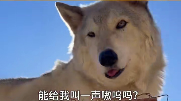 狼王：女人 现在满意了嘛！！ #动物的迷惑行为 #万万没想到 #娱乐评论大赏 #每