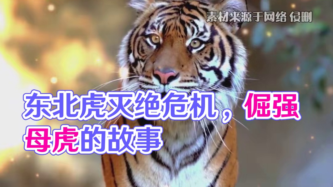 原来我国的东北虎差一点就灭绝了