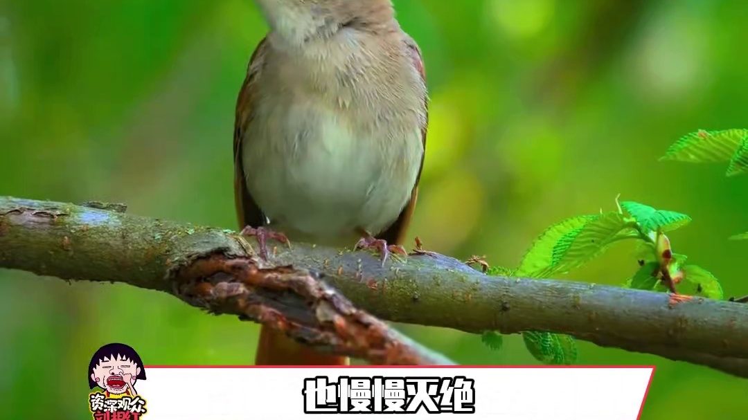 银杏：人类是益虫#银杏 #活化石