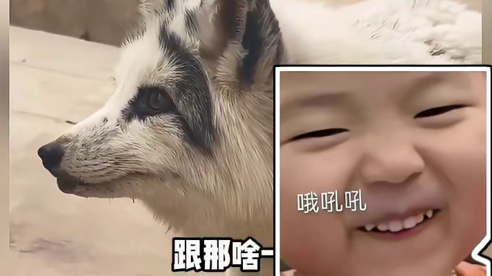 当狐狸学会狗语