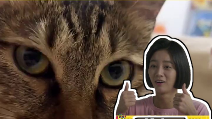 小猫：你知道的太多了 #猫咪  #离谱 #抽象 #猫咪的迷惑行为 #万万没想到